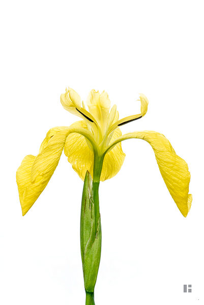 Sumpf-Schwertlilie (Iris pseudacorus)