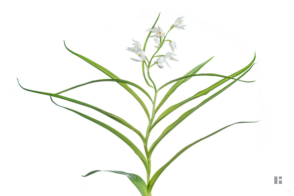 Schmalblatt-Waldvöglein (Cephalanthera longifolia)