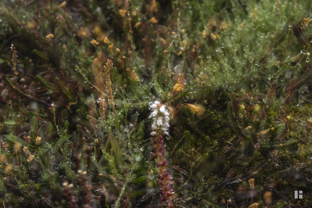 Knöllchen-Knöterich (Persicaria vivipara), engl.  alpine bistort