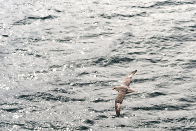 Eissturmvogel über Wasser