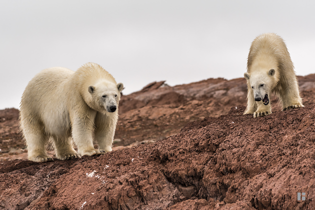 Eisbären-Mutter mit gähnenden Jungtier