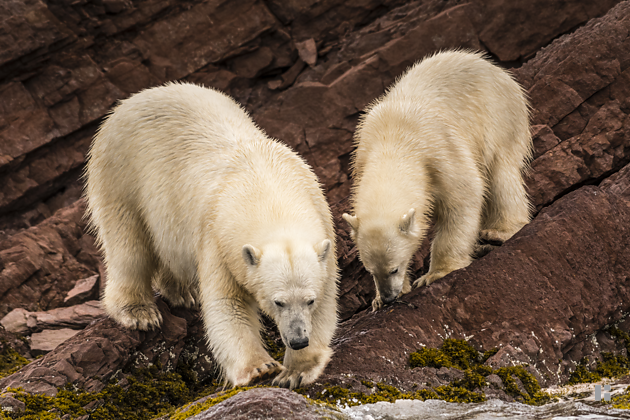 Eisbär-Mutter mit Jungtier am Ufer