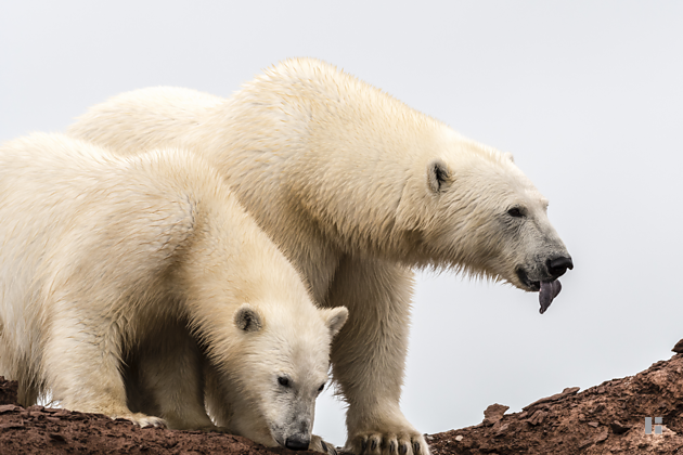 Eisbär-Mutter streckt die Zunge heraus