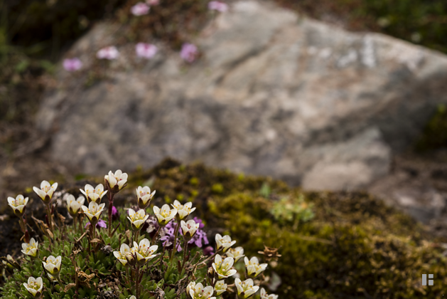 Rasen-Steinbrech (Saxifraga rosacea)