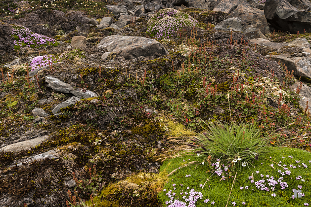 Alpen-Säuerling (Oxyria digyna) im Hintergrund, vorne Stengelloses Leimkraut und eine unbest. Segge