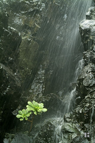 Aeonium als Dauerduscher unter einem kleinen Wasserfall