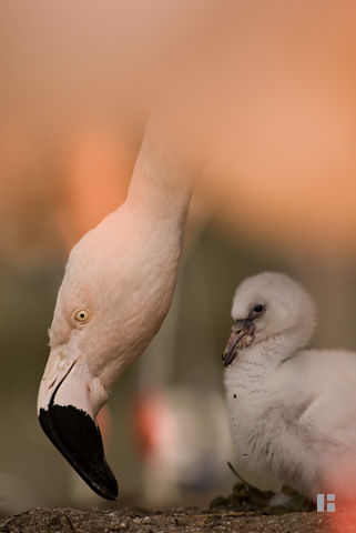 Flamingoküken mit Altvogel