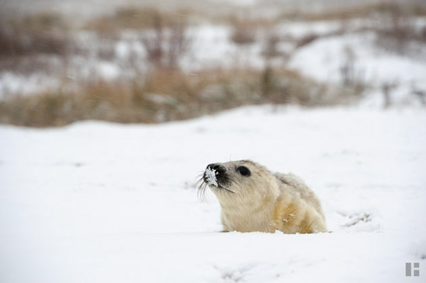 Der Schnee ist auch für Robbenbabys interessant.