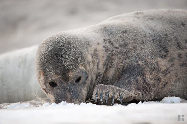 Bisher ist es uns nie aufgefallen, daß Robben im Sand / Schnee nach etwas suchen. Diese Mutter schnupperte ziemlich lange nach irgendetwas.