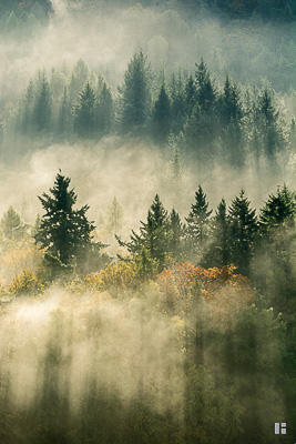 Dramatische Nebelschwaden im Wald