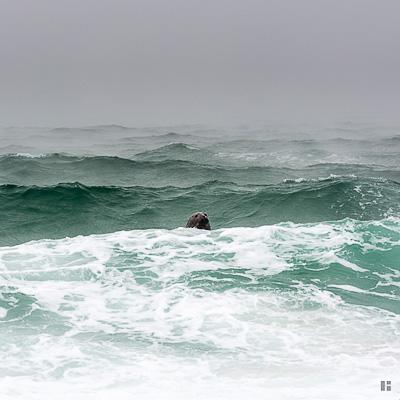 Aufgewühltes Meer, starker Wind (7 bft) - trotzdem muß der Kegelrobbenbulle den Strand beobachten.