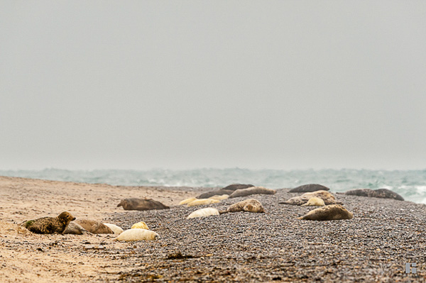 Gruppe von Robben mit Nachwuchs auf dem Kiesstrand der Aade