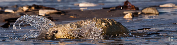 Ein aktives Robbenbaby planscht im seichten Wasser - vielleicht auch durch die Sonne motiviert?